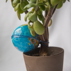 Globus bundet til en plante